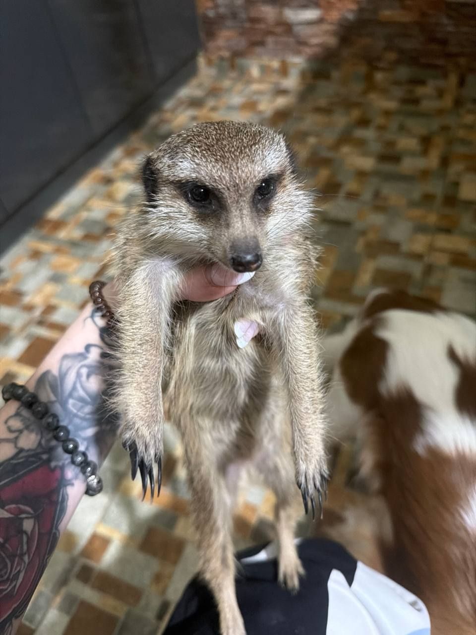 Хатній сурикат Калахарі DU