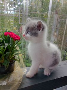 Кошенята 1,5 міс