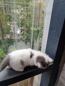 Кошенята 1,5 міс