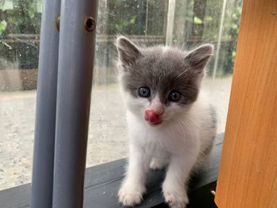 Кошенята 1,5 міс
