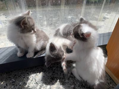 Кошенята 1,5 міс