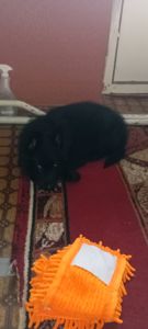 🐾 Елітна чорна красуня! Цуценя німецької вівчарки (дівчинка) 🐾