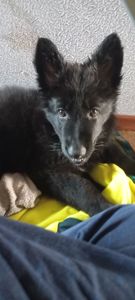 🐾 Елітна чорна красуня! Цуценя німецької вівчарки (дівчинка) 🐾