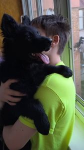 🐾 Елітна чорна красуня! Цуценя німецької вівчарки (дівчинка) 🐾