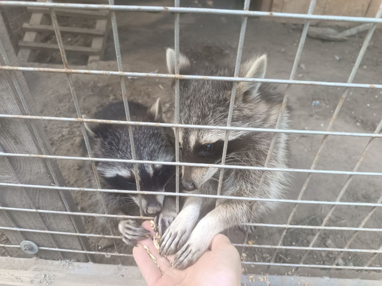 Енот