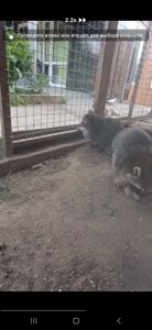 Енот