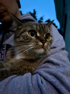 Шукаємо дім для цієї красуні(місто Київ)! 🐾
