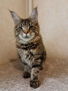 Мейн Кун котенок девочка