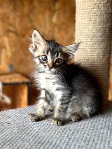 Кошеня Бекон