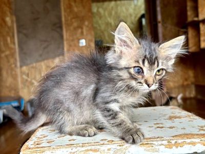 Кошеня Бекон