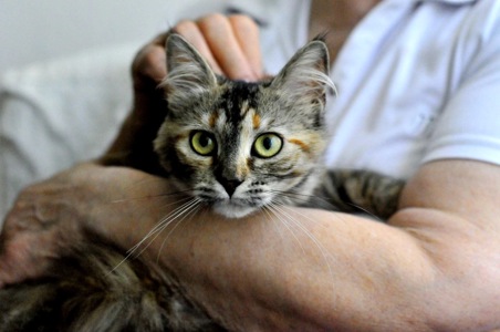 Кошеня Бейліс