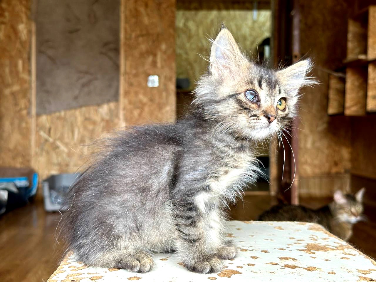 Кошеня Бекон