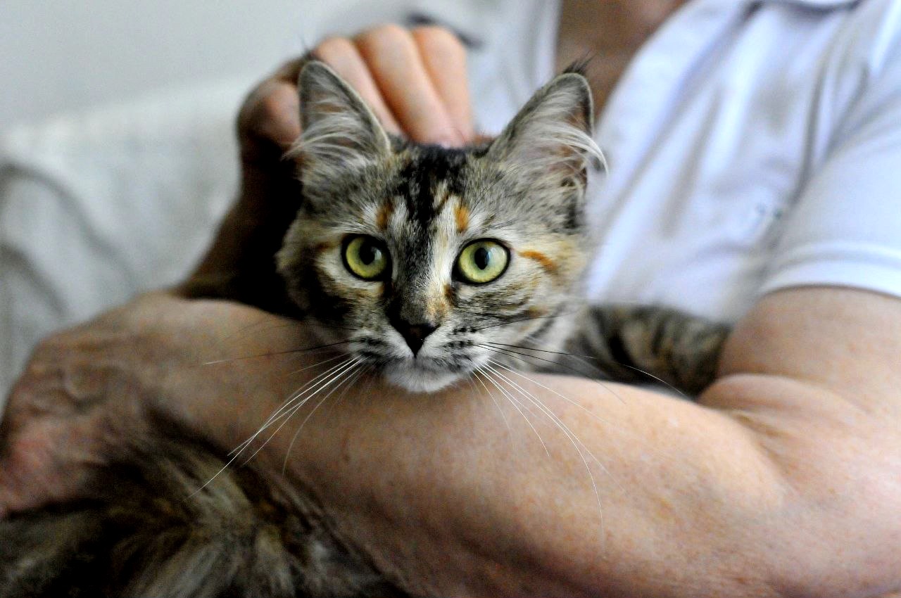 Кошеня Бейліс