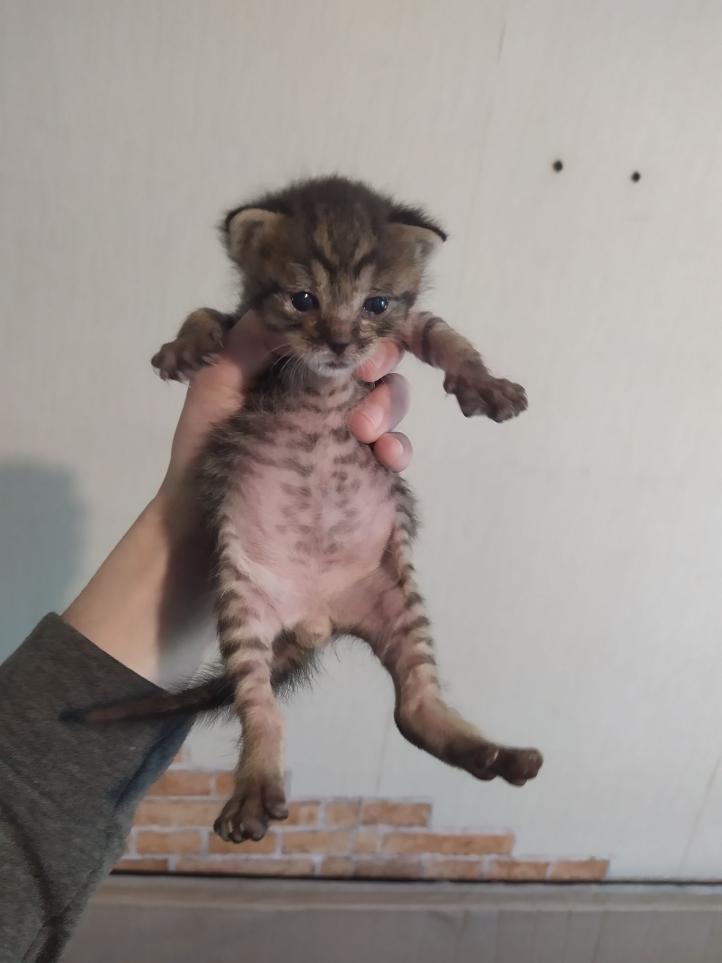 Аптечные котята!