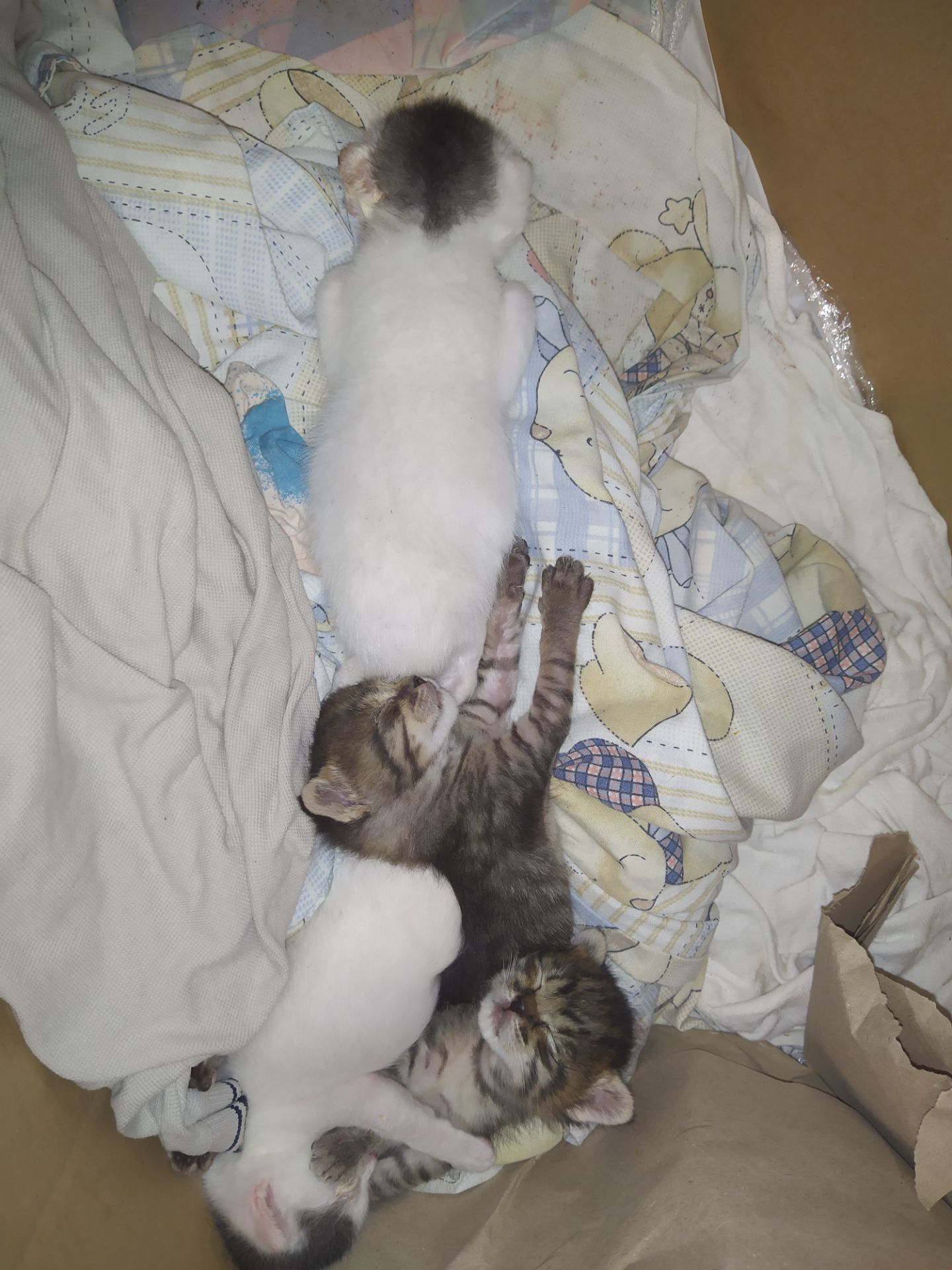 Аптечные котята!