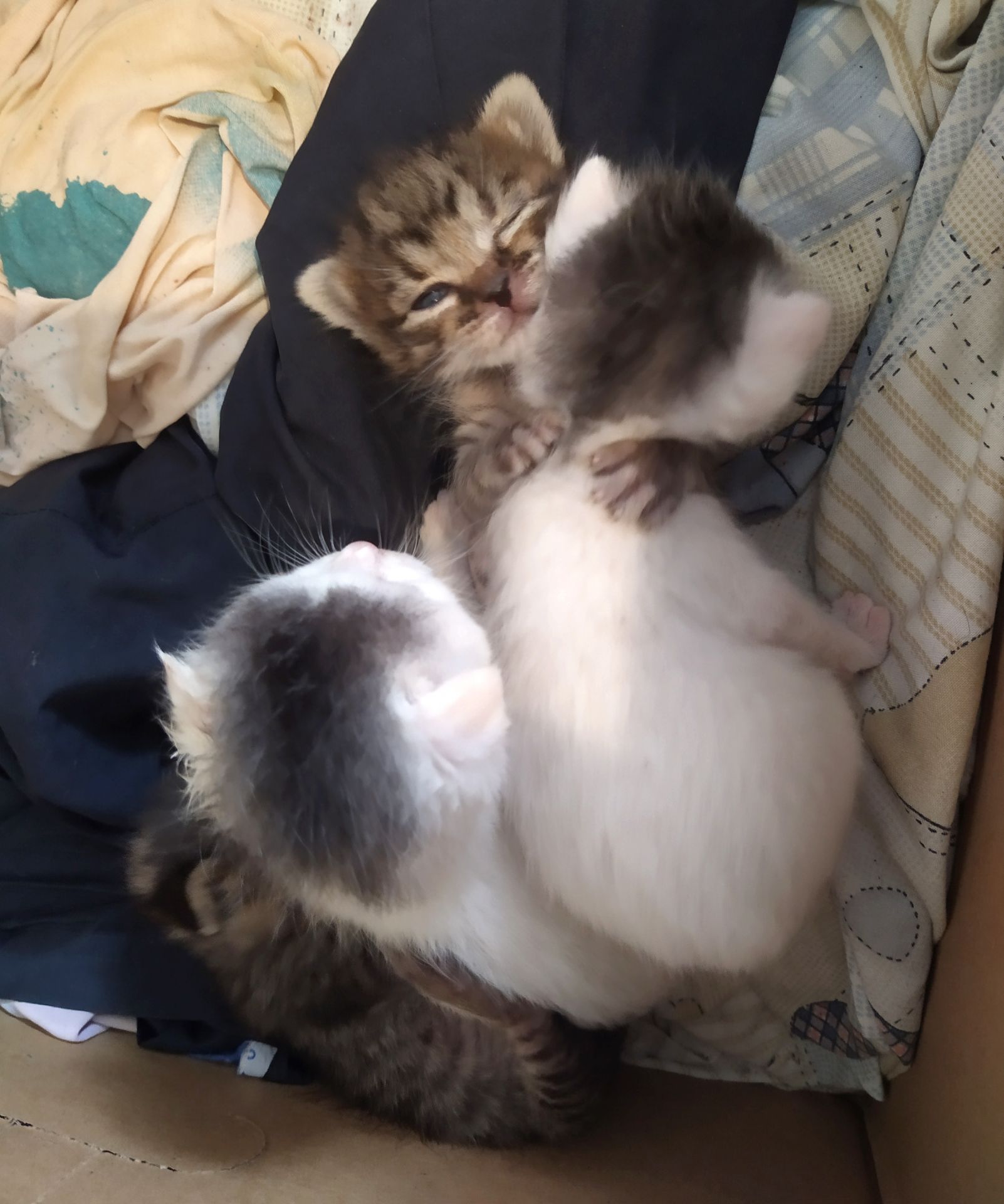 Аптечные котята!