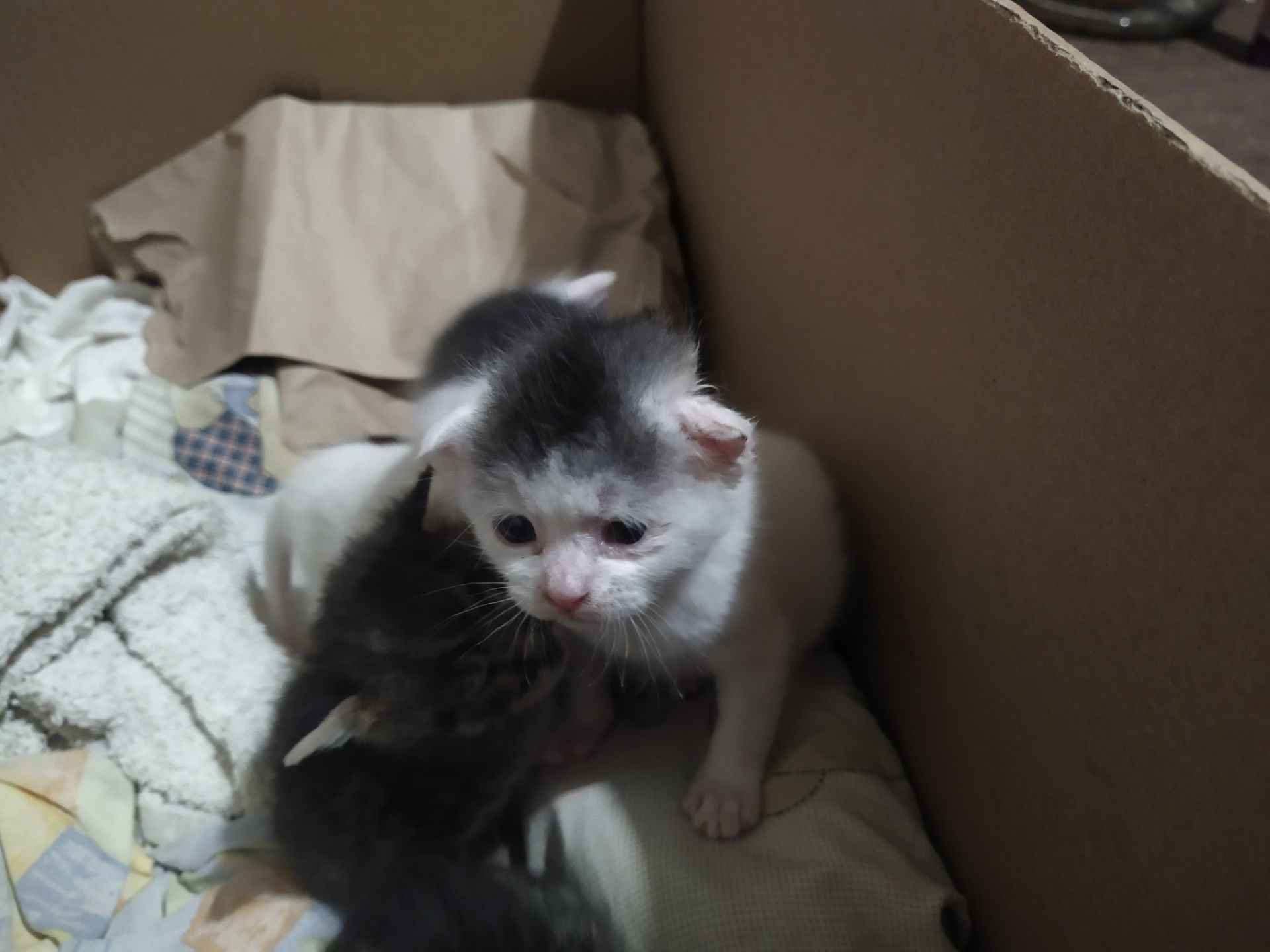 Аптечные котята!