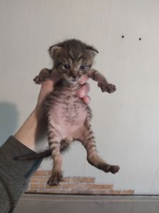 Аптечные котята!