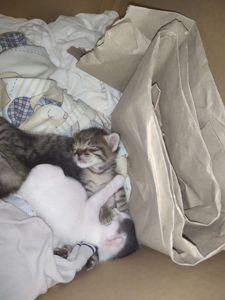 Аптечные котята!