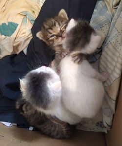 Аптечные котята!