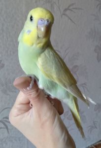 Ручной мальчик волнистый попугай