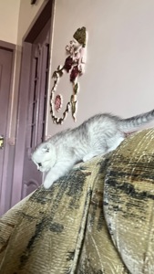 Кішечка срібна шиншила