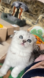 Котик срібна шиншила
