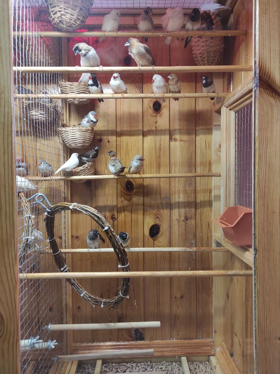 Амадіни зеброві