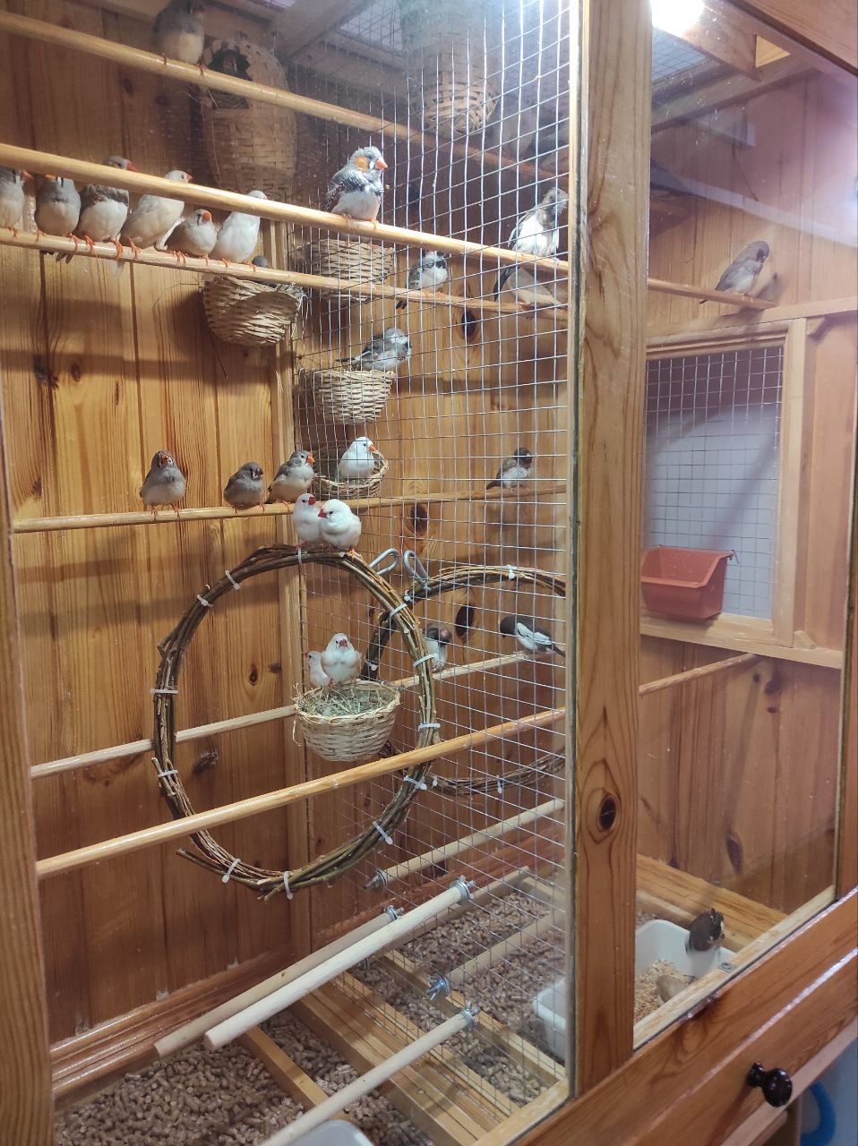 Амадіни зеброві