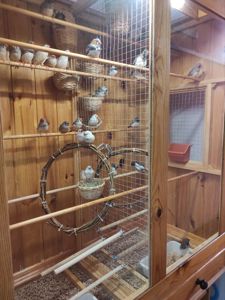 Амадіни зеброві