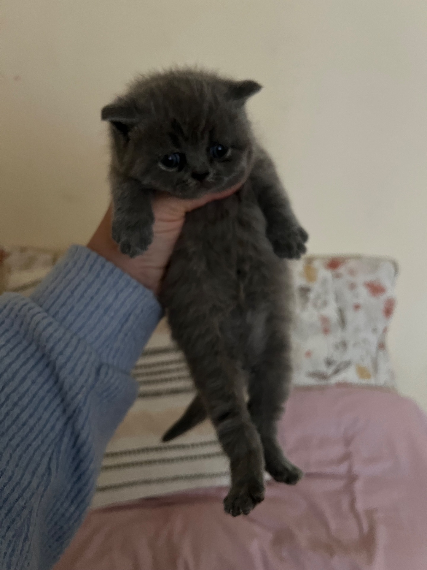 Котик британської породи 2 місяці