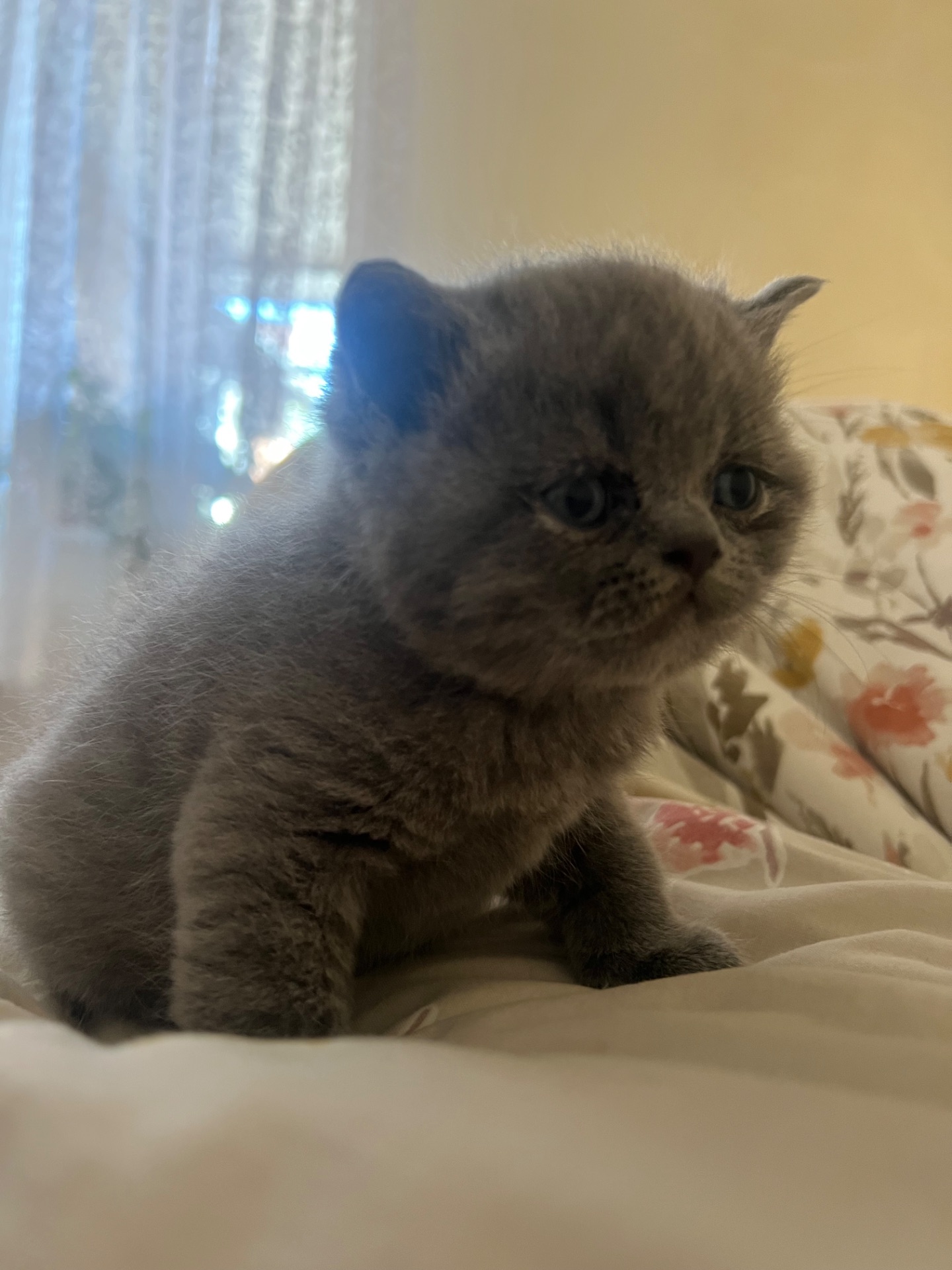 Котик британської породи 2 місяці