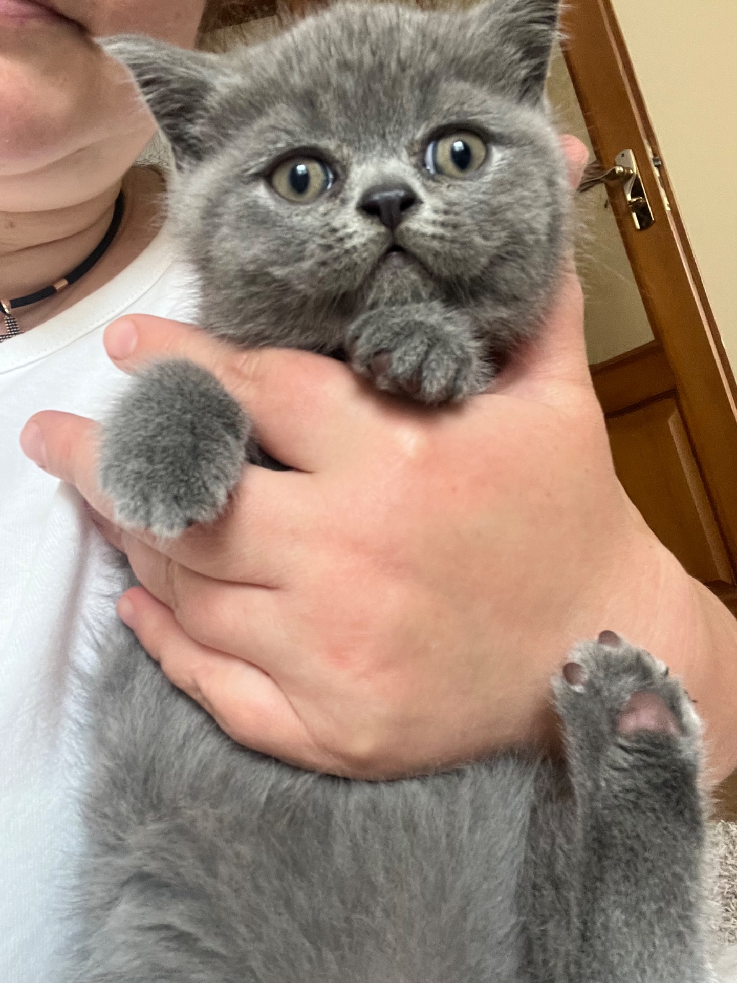 Котик британської породи 2 місяці