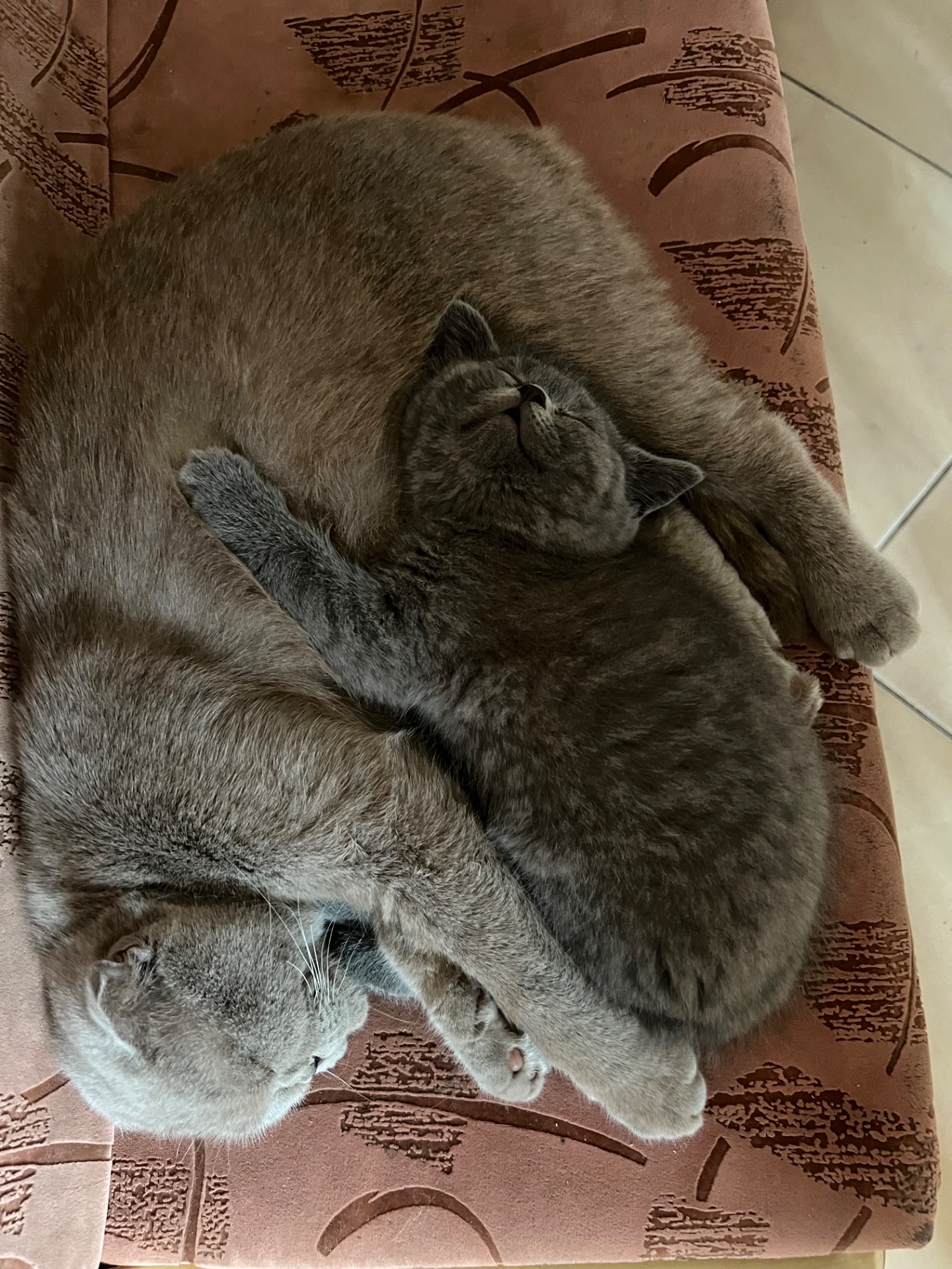 Котик британської породи 2 місяці