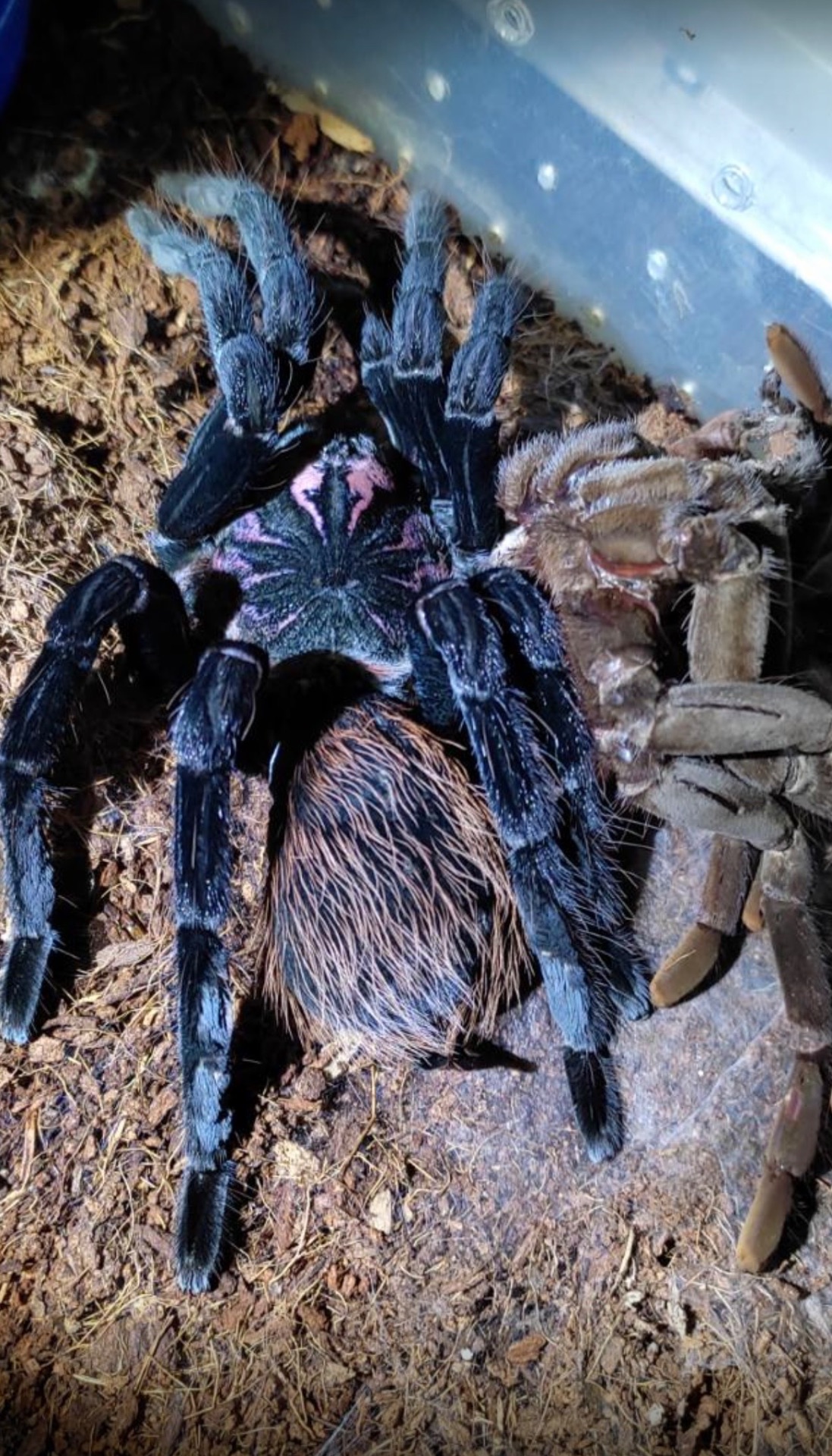 Паук птицеед, Xenesthis immanis, 13 линька