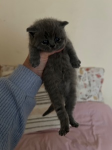Котик британської породи 2 місяці