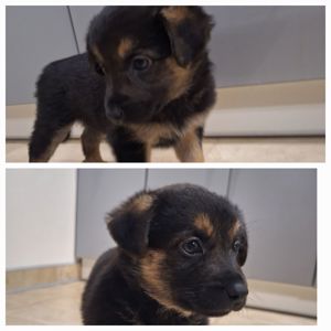 Цуценята безкоштовно