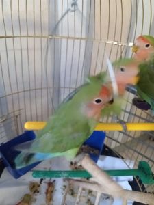 Нерозлучник рожевощокий