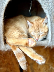 Кот Муркот