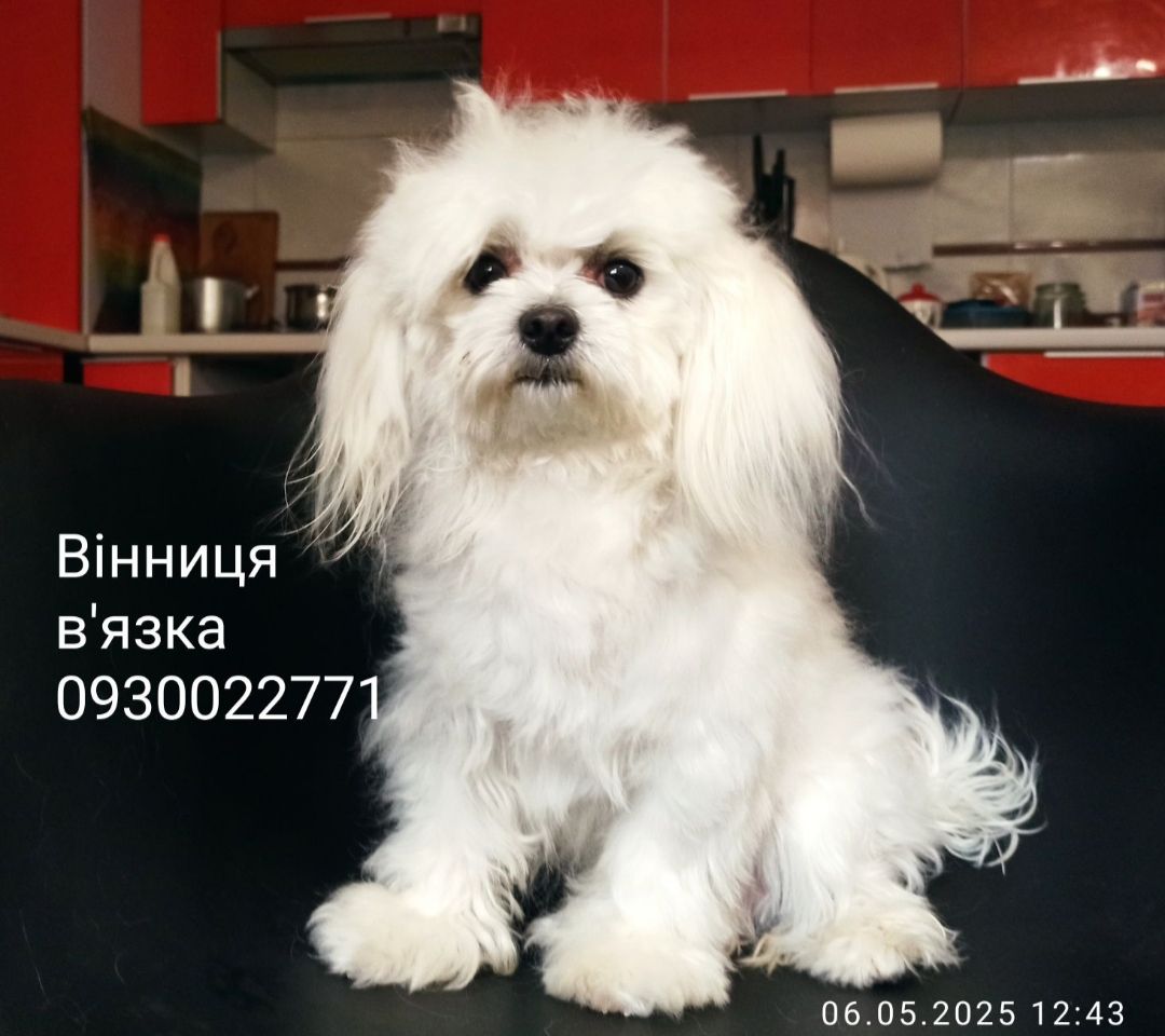Бронь мальтійської болонки
