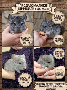 Продам шиншилл