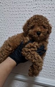 Той пудель мальчик