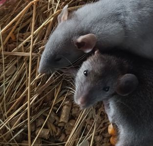 Крыски девочки 4 месяца