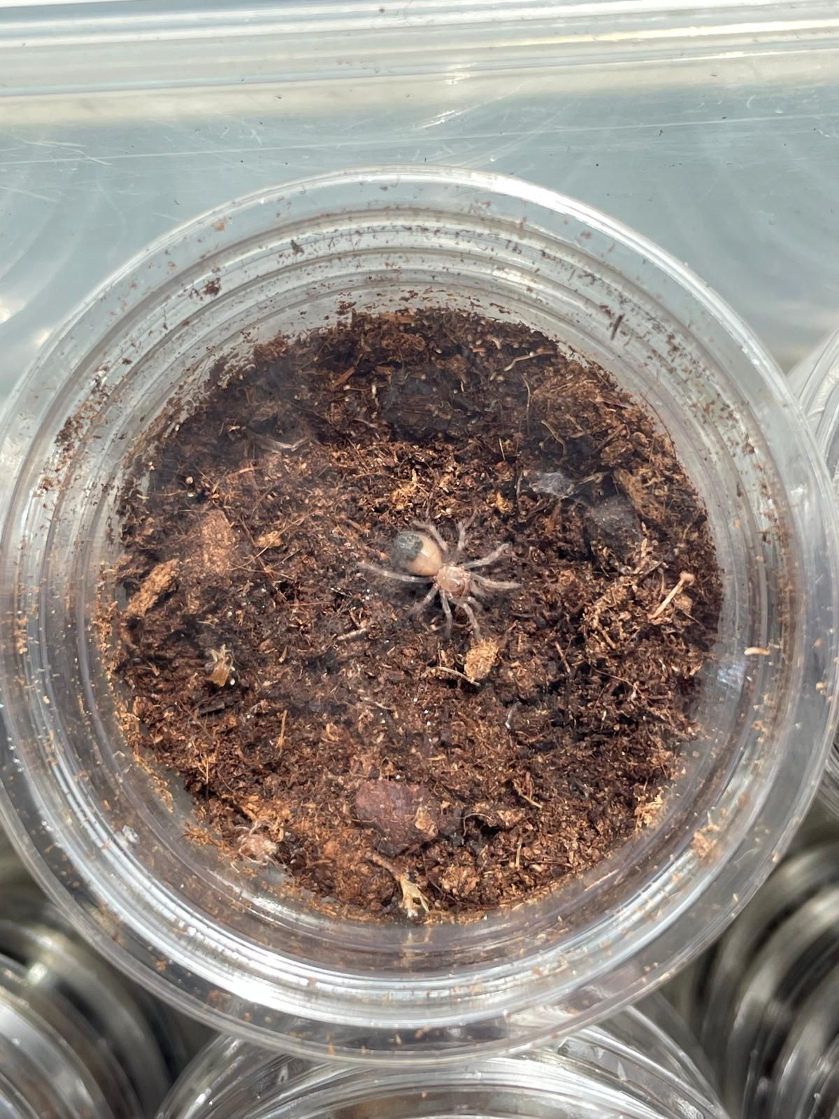 Паук-птицеед, птахоїд, Brachypelma boehmei L1 + Стартовый комплект (контейнер, грунт, корм)