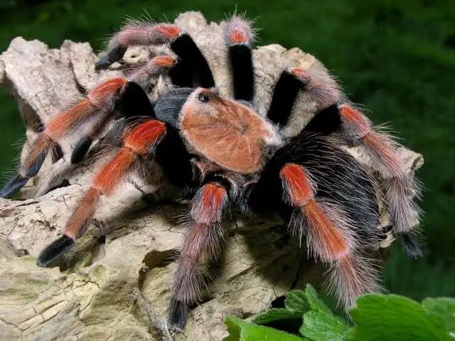 Паук-птицеед, птахоїд, Brachypelma boehmei L1 + Стартовый комплект (контейнер, грунт, корм)