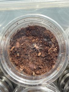 Паук-птицеед, птахоїд, Brachypelma boehmei L1 + Стартовый комплект (контейнер, грунт, корм)