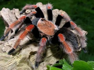 Паук-птицеед, птахоїд, Brachypelma boehmei L1 + Стартовый комплект (контейнер, грунт, корм)