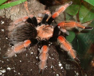 Паук-птицеед, птахоїд, Brachypelma boehmei L1 + Стартовый комплект (контейнер, грунт, корм)
