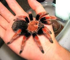 Паук-птицеед, птахоїд, Brachypelma boehmei L1 + Стартовый комплект (контейнер, грунт, корм)