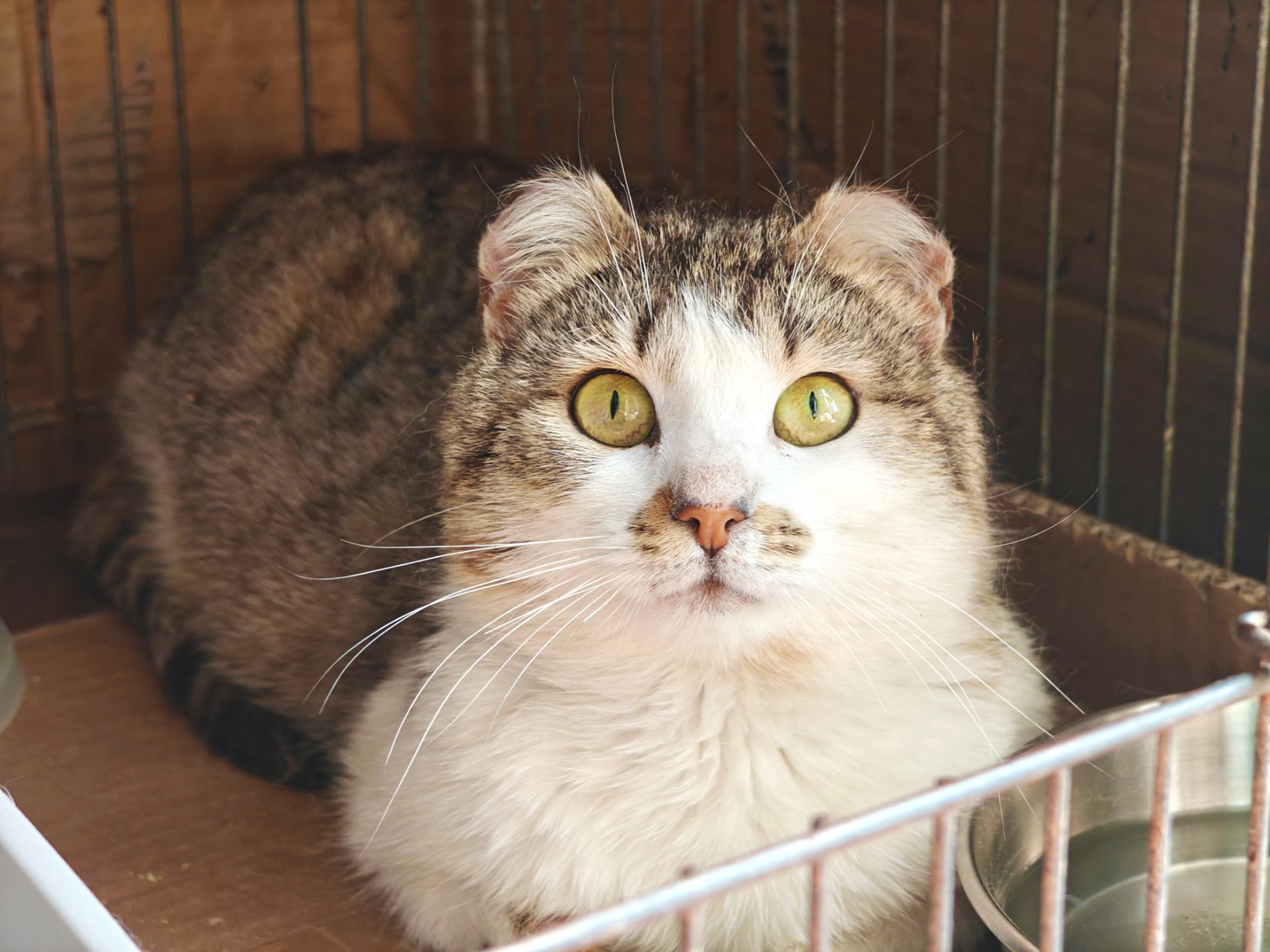 Кузя